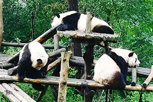 Chengdu