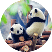 panda photos
